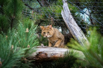 Eskişehir Hayvanat Bahçesi’nde Farklı Kıtalardan 30 Yeni Tür Sergileniyor